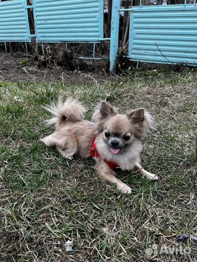 Вязка кобель чихуахуа