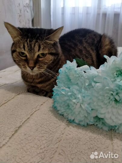 Отдам умную кошечку