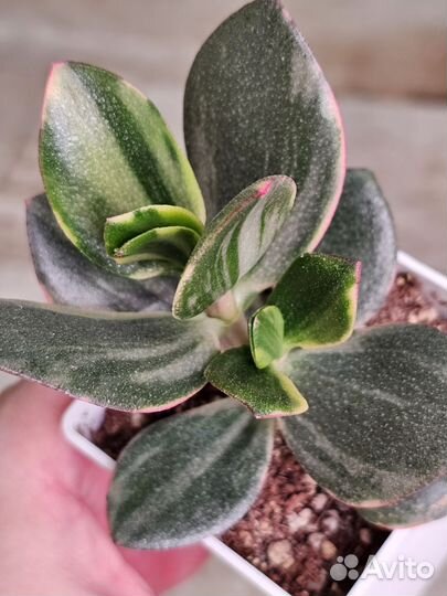 Крассулы сортовые