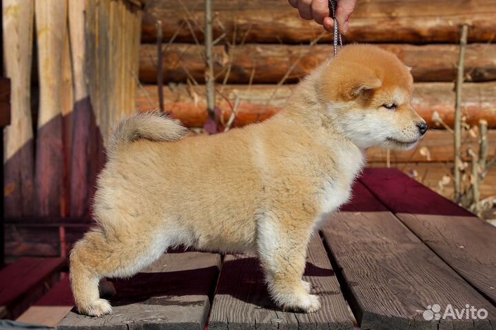 Малышка сиба