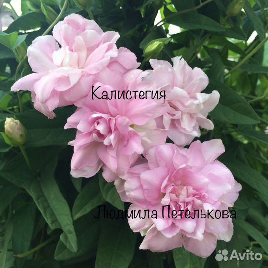 Флоксы метельчатые