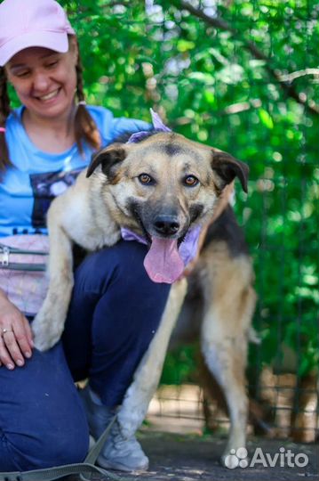 Собака в добрые руки отдам бесплатно