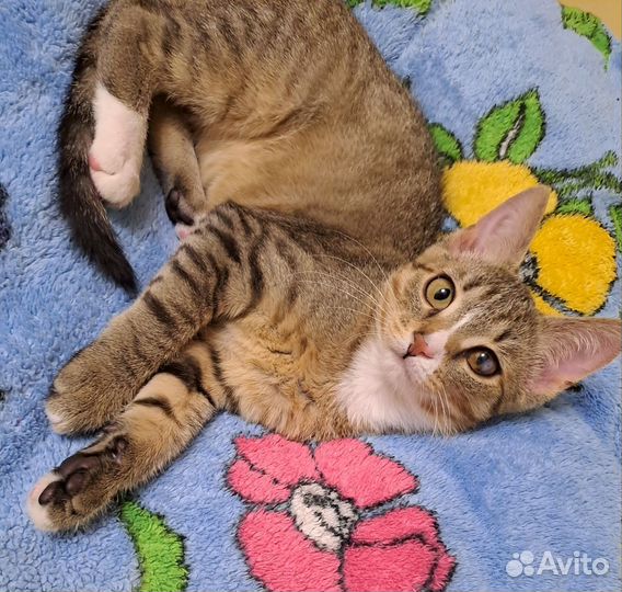 Котенок 5 месяцев