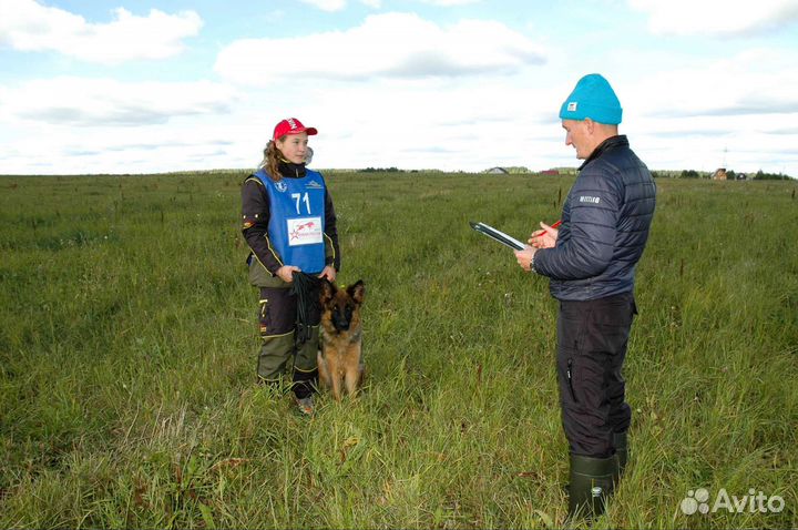 Дрессировка собак