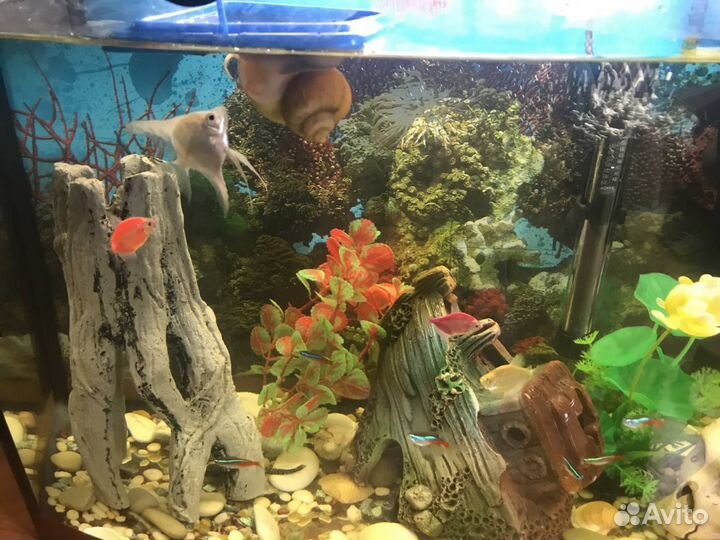 Аквариум 60 л + тумба, рыбки, полностью готовый