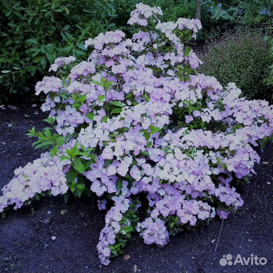 Гортензия крупнолистная:новинки селекции. Доставка