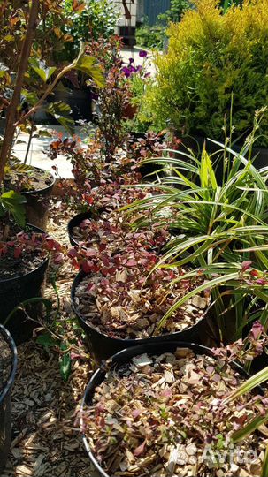 Барбарис Тунберга Голден Ринг