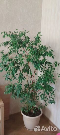 Фикус 170см