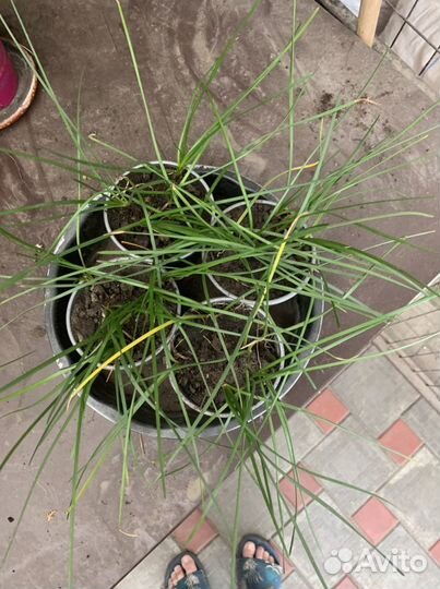 Зефирантес