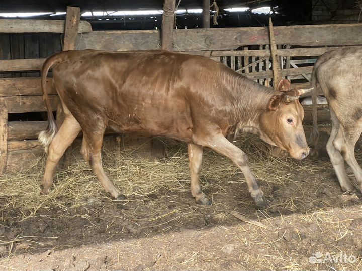 Телка на мясо