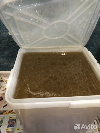 Свежескаченный мёд