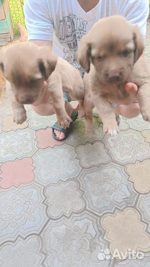 Отдам щеночков- девочек в добрые ласковые руки