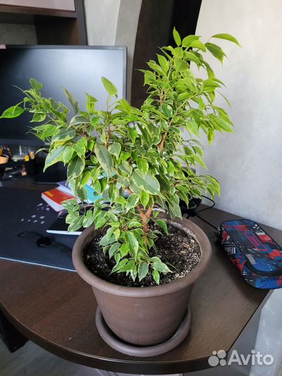 Цветы Драцена ананас фикус