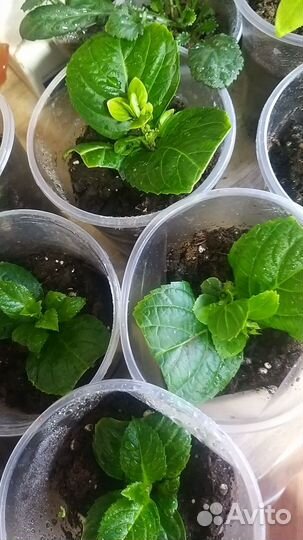 Гортензия крупнолистная Pink