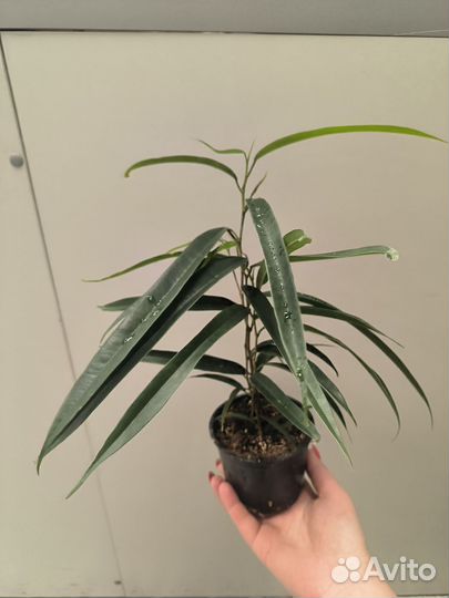 Филодендрон биркин