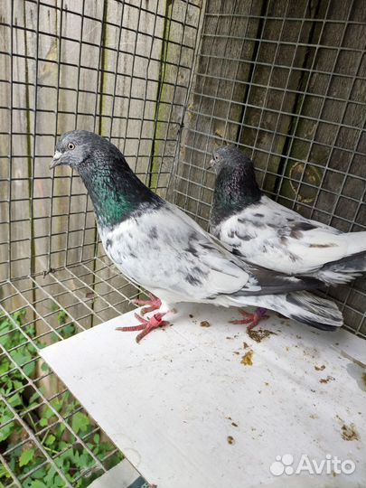 Голуби разные