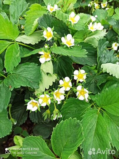 Рассада клубники