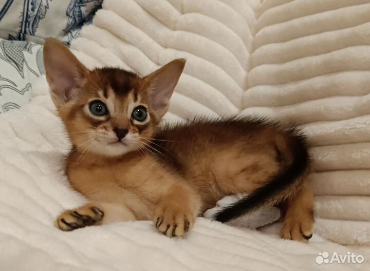 Абиссинский котенок