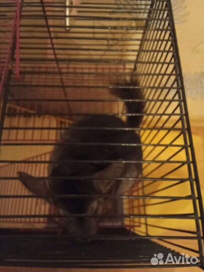 Шиншилла 3 мес