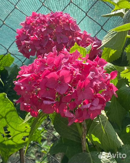 Декоративные растения оптом, гортензия