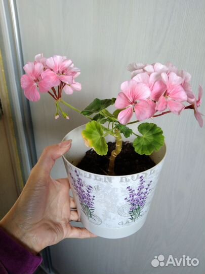 Комнатные цветы