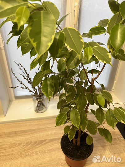 Фикус Бенджамина