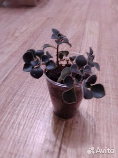 Аихрезон дерево любви