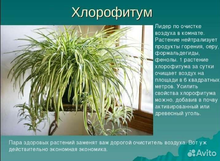 Хлорофитум