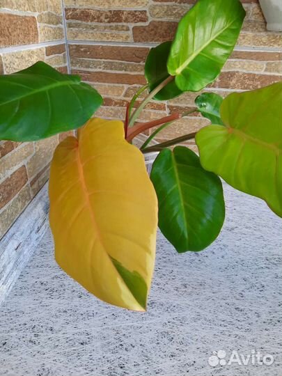 Филодендрон пин тонг