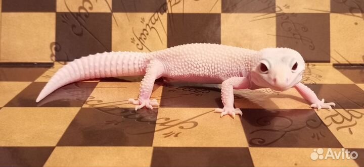 Шикарная самочка эублефара