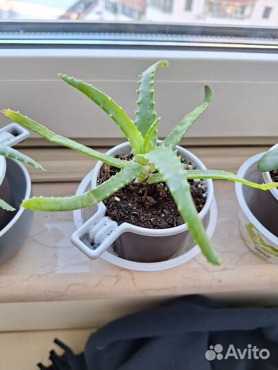 Алоэ столетник лечебный