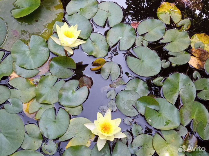 Водяные Лилии, Кувшинки, Нимфеи