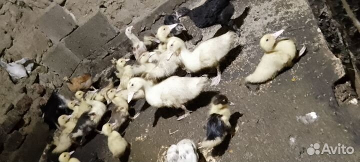 Утята месячные