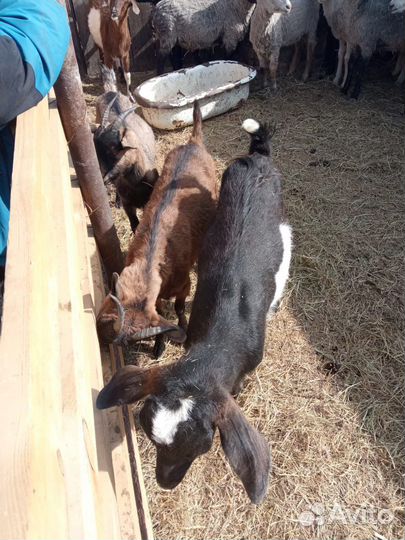 Дойные нубийские козы