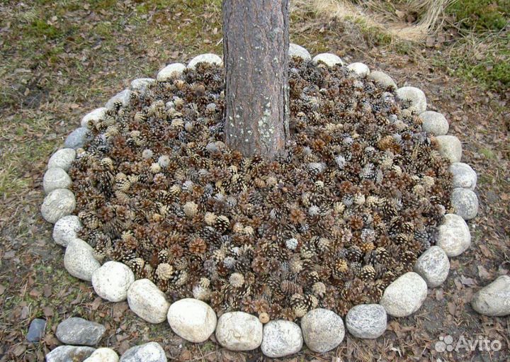 Шишки сосновые. Раскрытые. Для поделок, декора