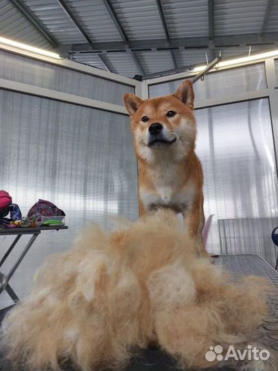 Груминг. Стрижка собак и кошек