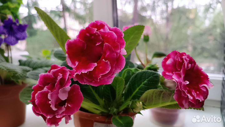 Глоксиния сортовая