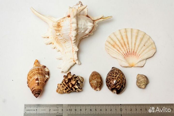 Морские раковины
