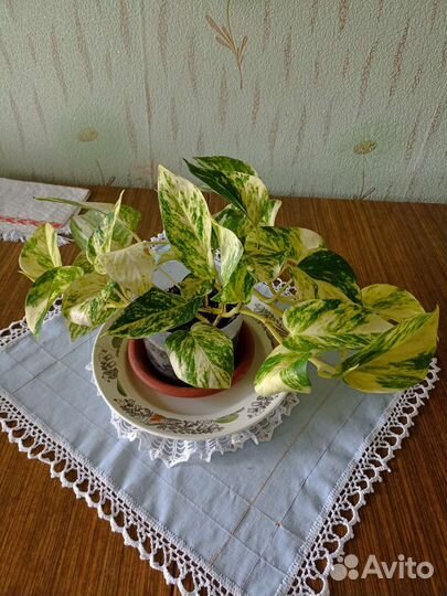 Эпипремнум