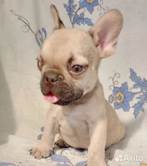 Французы милашки