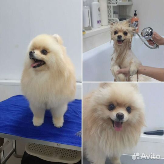 Стрижка собак и кошек. Груминг