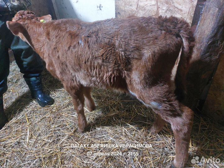 Лимузины на доращивание