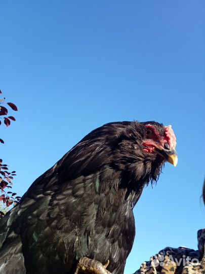 Петушки породы галан