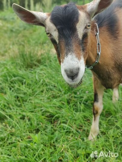 Козел на покрытие