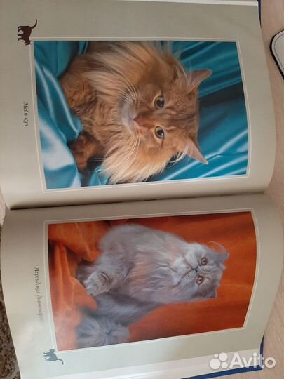 Энциклопедия 