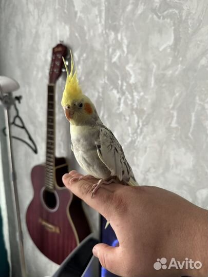 Попугай корелла и волнистый(ручные)