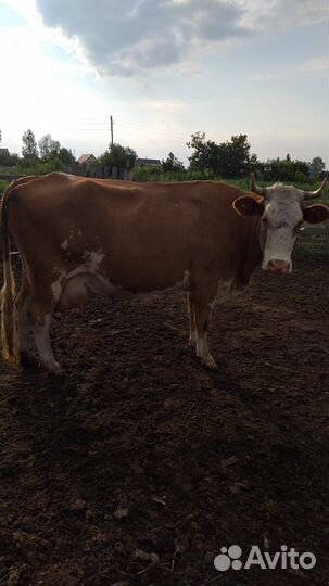 Коровы дойные молочные