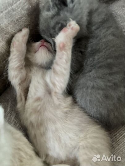 Британские котята