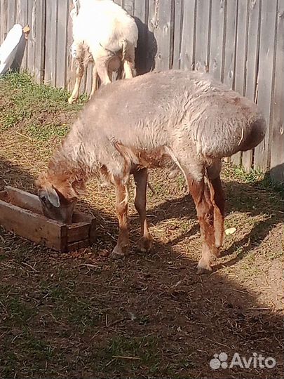 Курдючные овцы, бараны, ярки