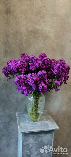 Флоксы, дельфиниум, срезка для флористов